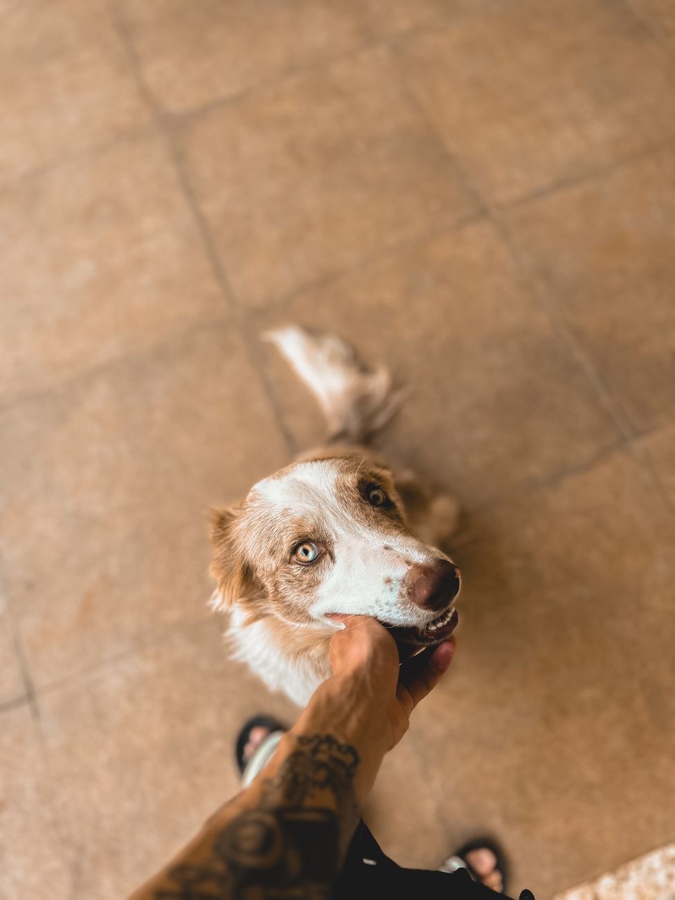Köpek Gıdası ve Malzemeleri