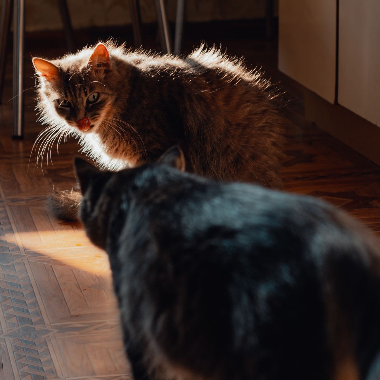 Kedi Ürünleri